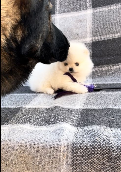 Настоящая куколка