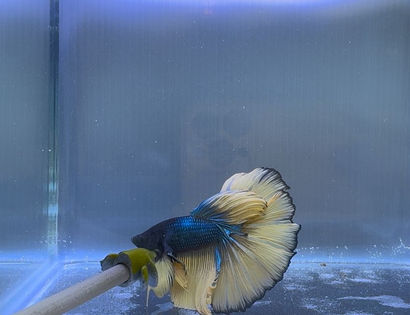 Betta Macho Mustard Gas Halfmoon
