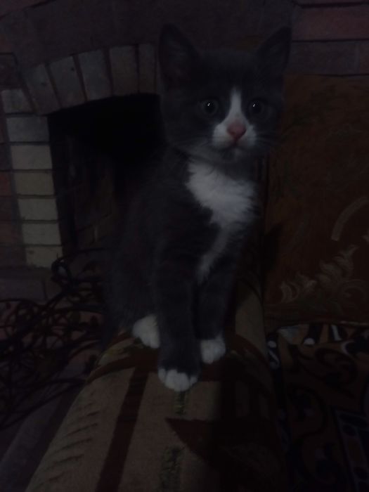Віддам котят безкоштовно