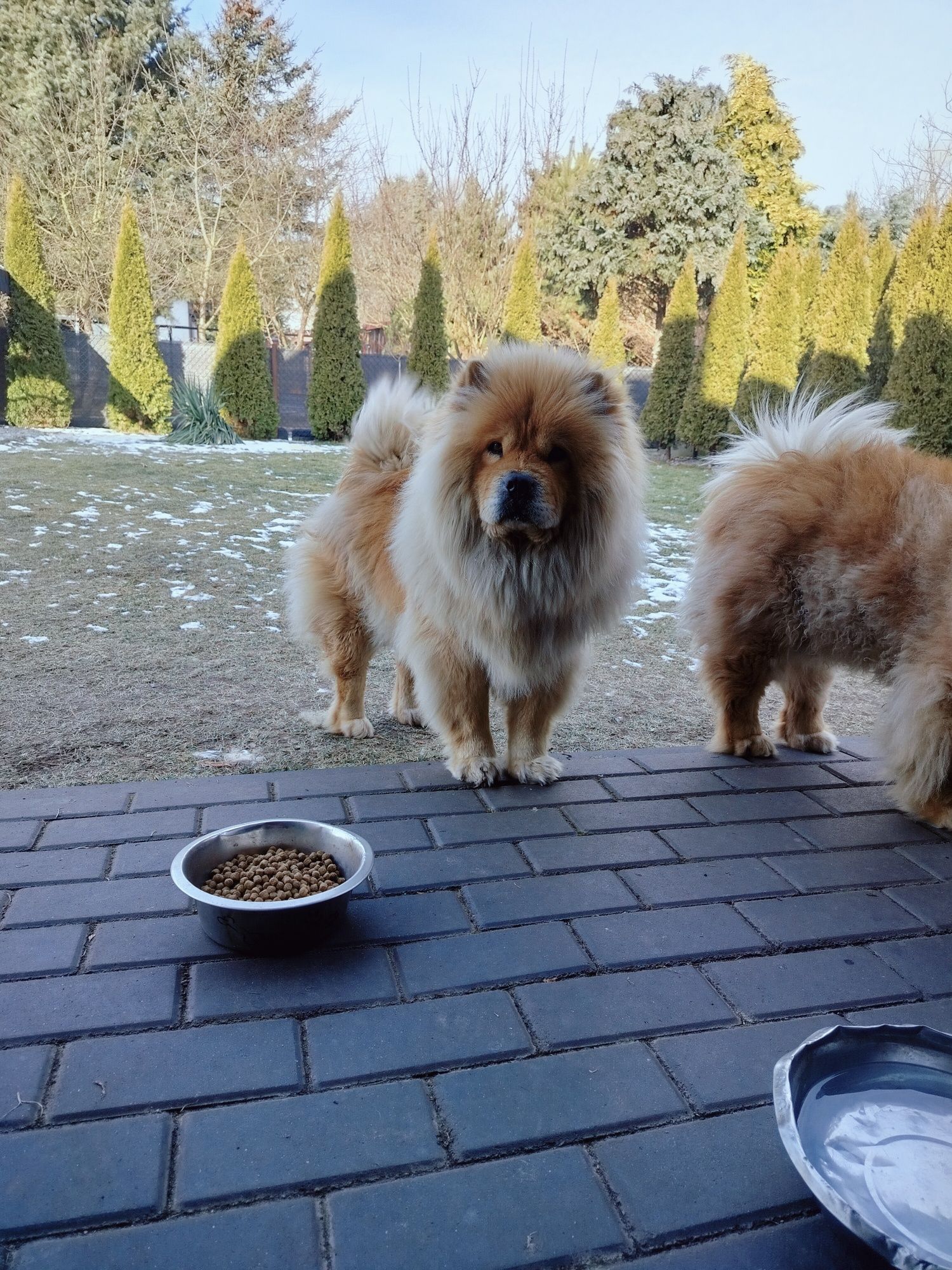 Rudy Piesek Chow Chow