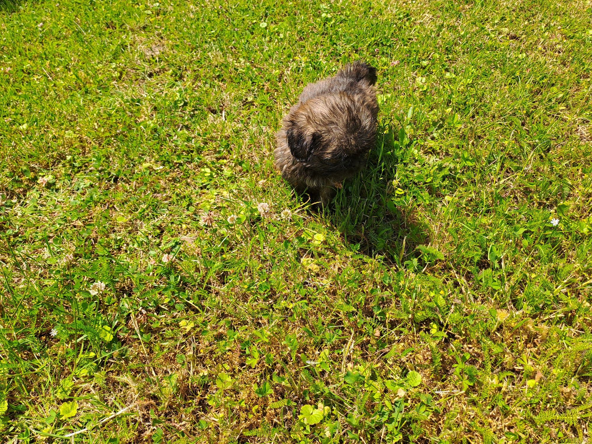 Shih-tzu piesek słodziak