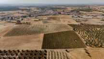 Vinha | Para Venda | Alentejo