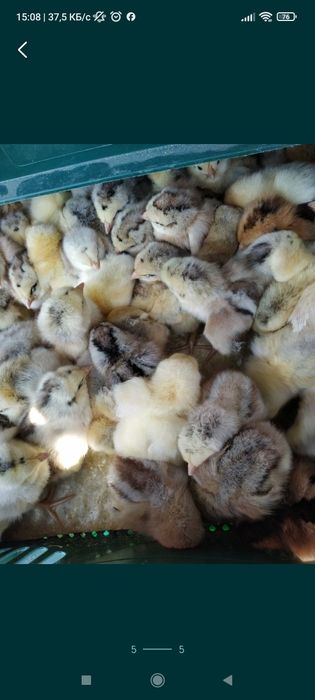 Добовий бройлер кобб 500