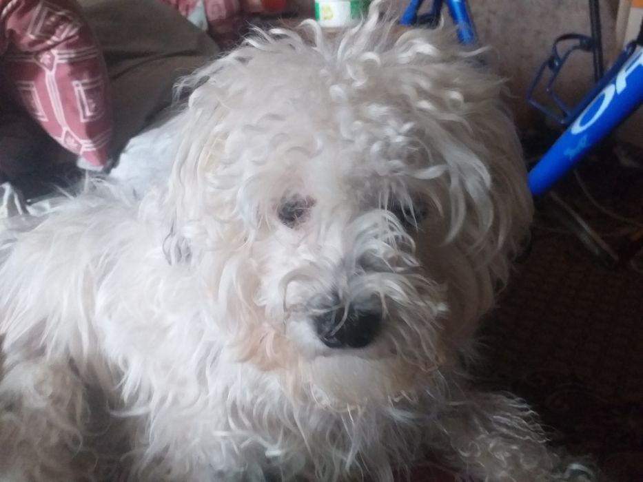 Потеряна собака!