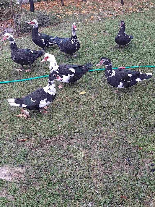 Качки мускусні (шипуни)