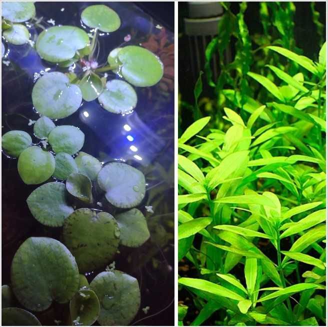 15 espécies de plantas aquáticas (faço envios)