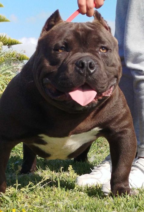American bully pocket