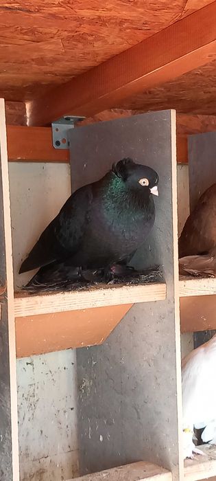 Wywrotki Wschodniopruskie czerwone, czarne