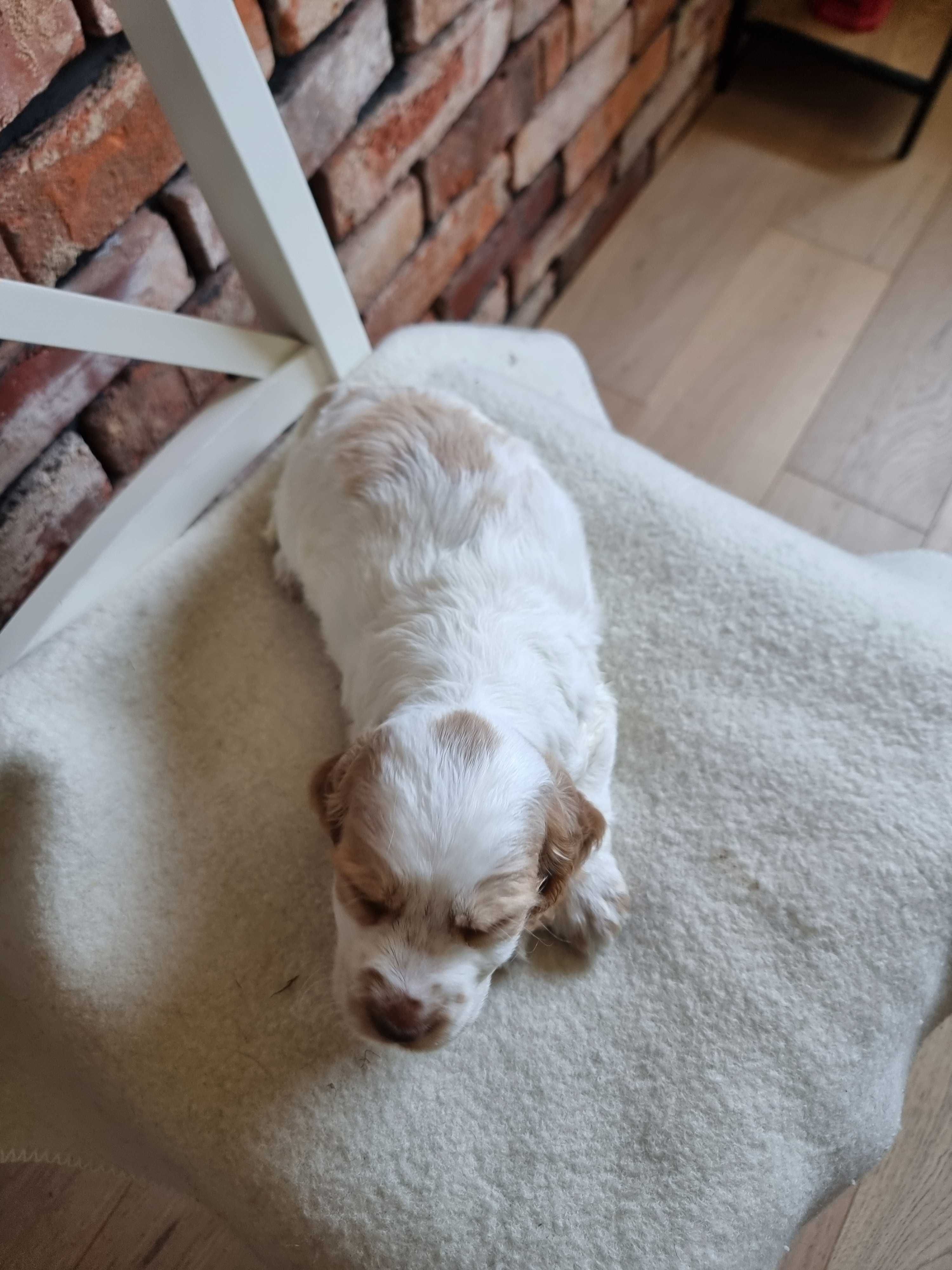 Cocker spaniel angielski śliczny szczeniaczek do odbioru