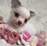 Długowłosa piękność chihuahua