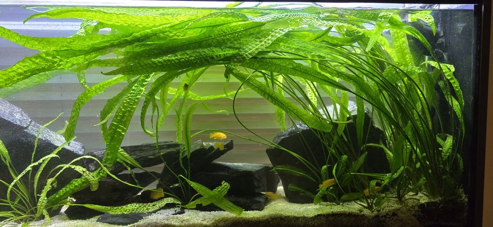 Rośliny akwariowe Cryptocoryne Crispatula