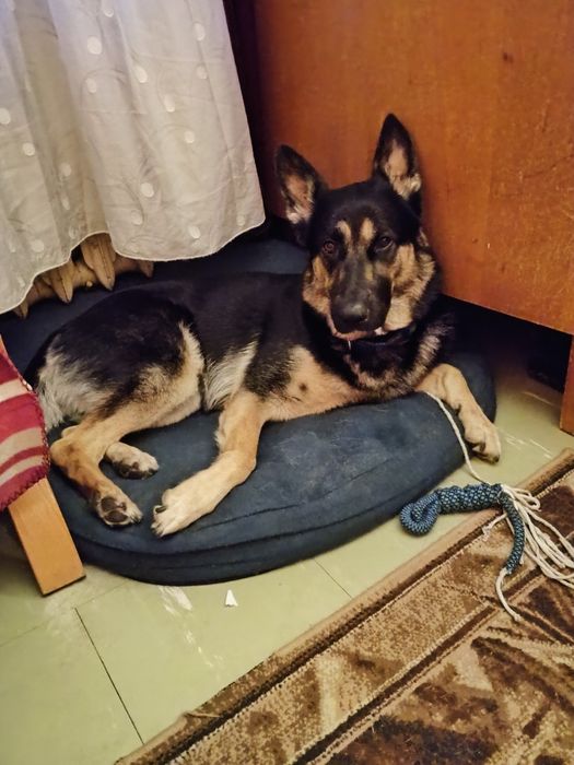 Owczarek niemiecki do adopcji