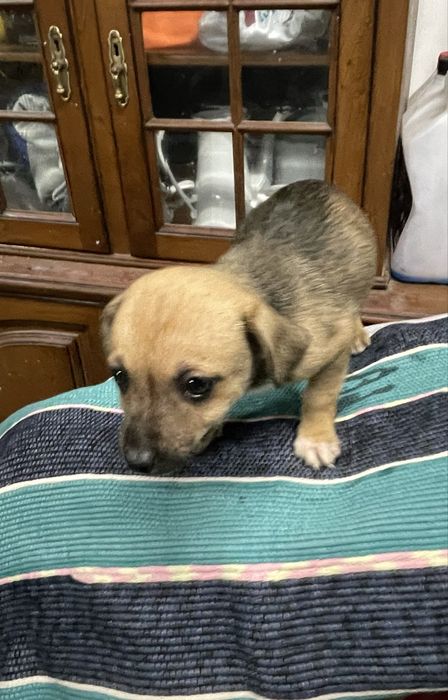 Cadelinh de porte pequeno adocao responsavel