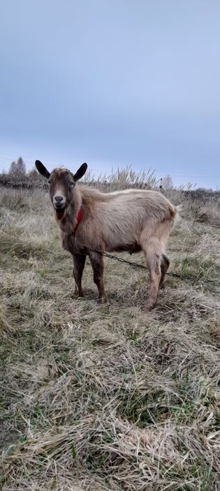 Цап, козел, цапок