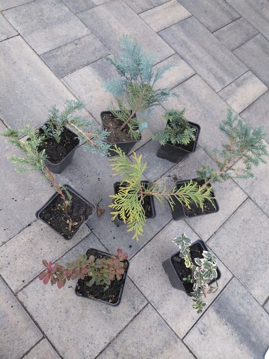 Хвойні в р9,мікс рослин