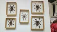 5 pająków w gablotkach