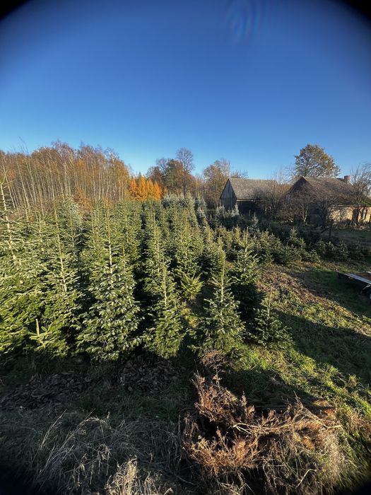 Choinki jodła kaukaska/kalifornijska, świerk pospolity/srebrny