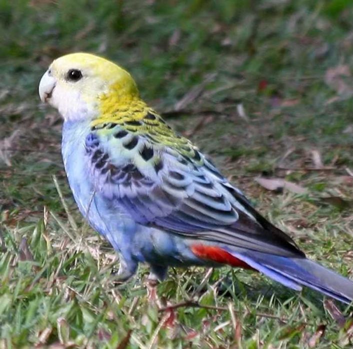 Roselas Adscitus para cedência