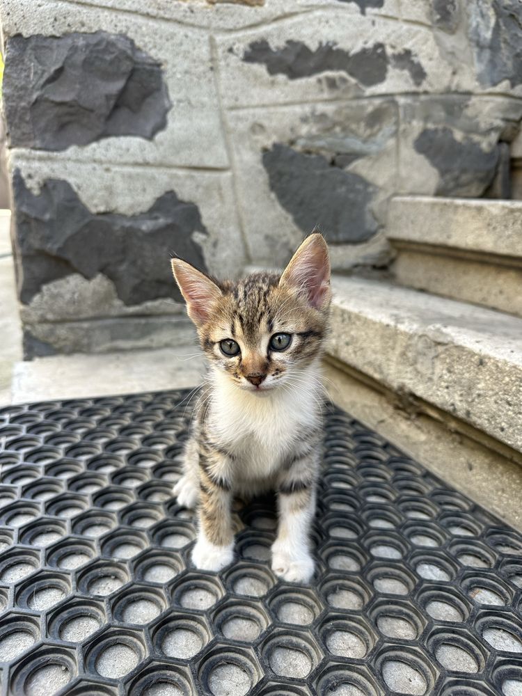 Віддам котика