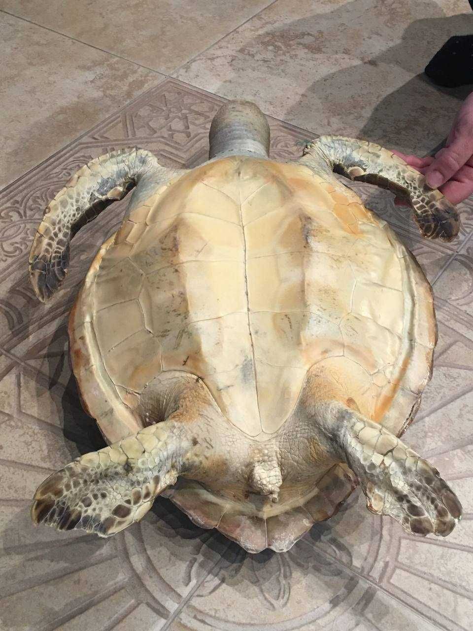 Чучело карибской черепахи