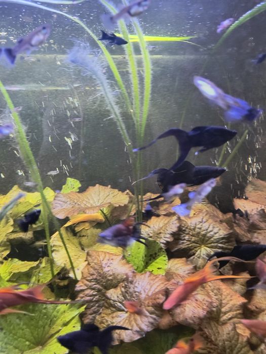 Rybki gupiki, molinezje, mieczyki plus ośliczka wodna