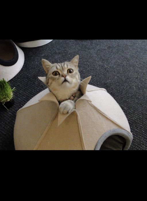 Будинок. Кошка.Домік для котиків та маленьких песиків із повсті. Хатка