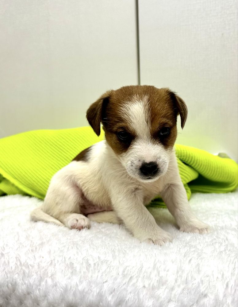 Piesek Jack Russel Terrier z Rodowodem gotowy do odbioru