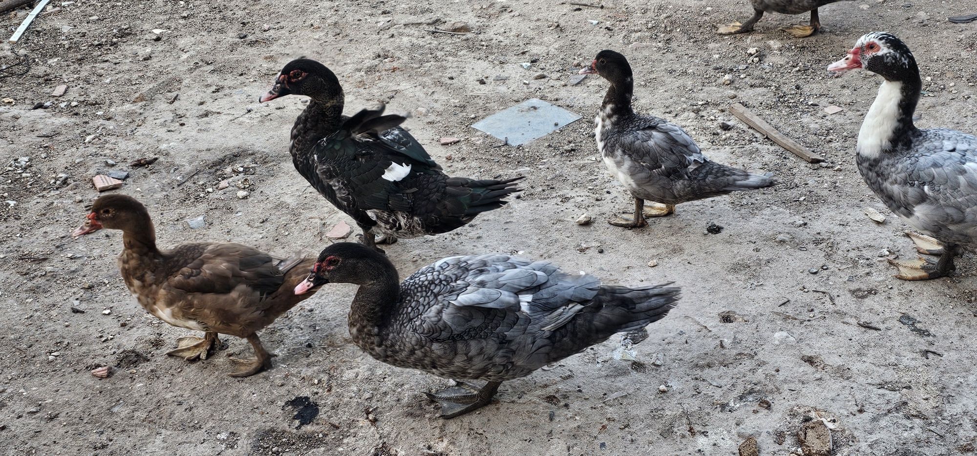 Patos Mudos Adultos
