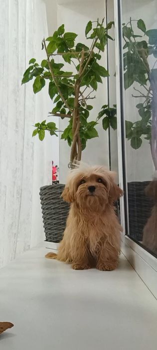 Малюсенький шерстяной комочек