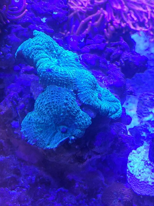 Skała z koralowcami Rhodactis green akwarium morskie