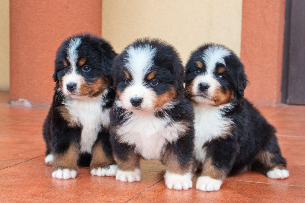 Berneński Pies Pasterski Piesek FCI po Championach