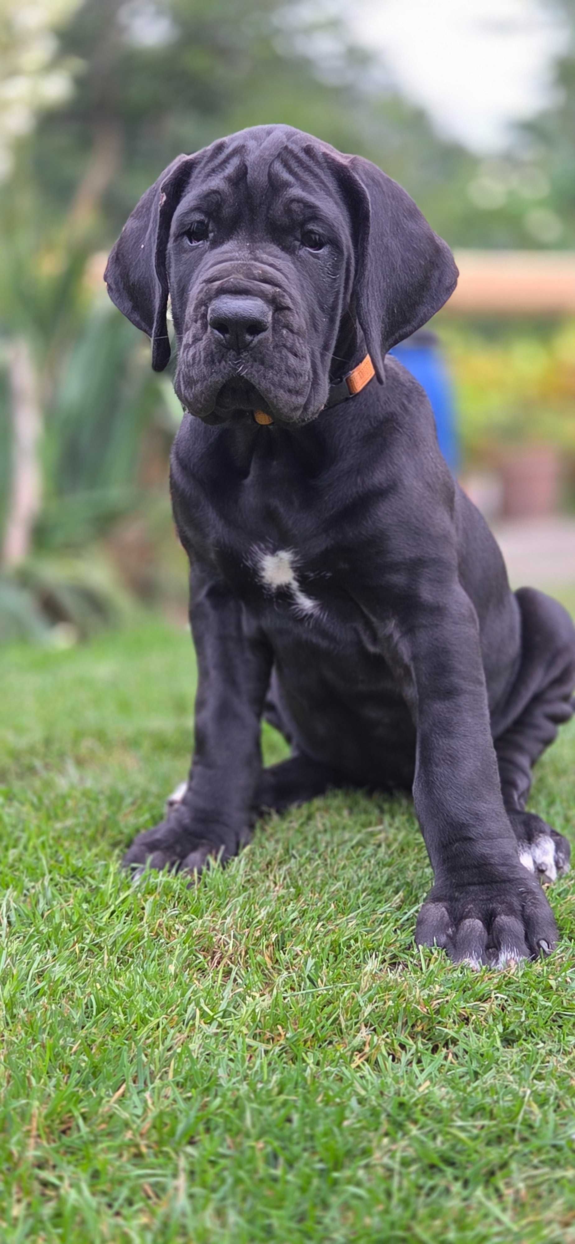 Suczka Dog Niemiecki