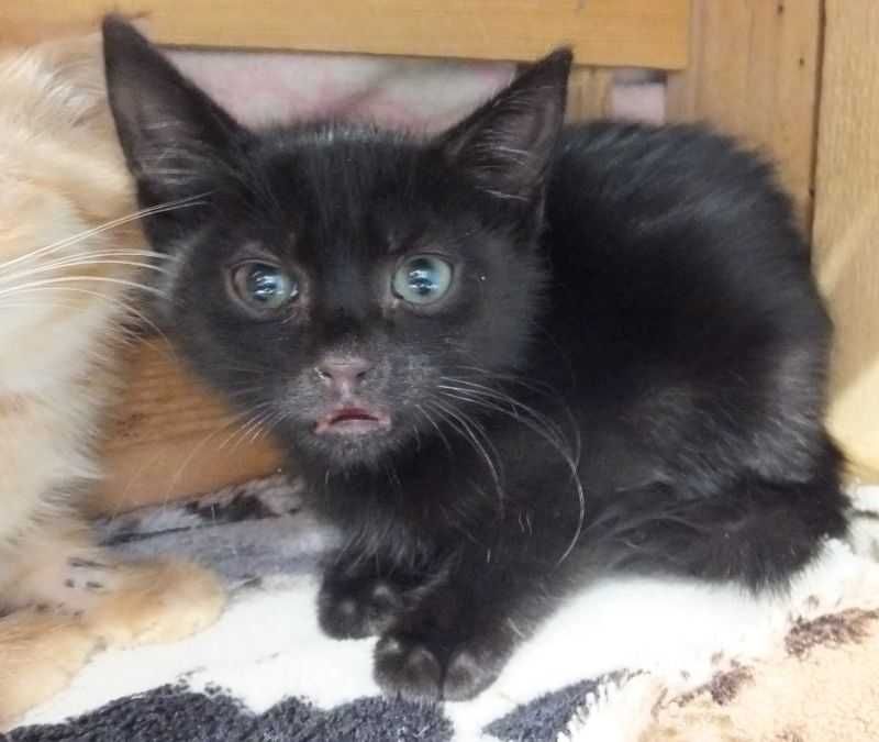 SZASZŁYK młodziutki kocurek czarny do adopcji