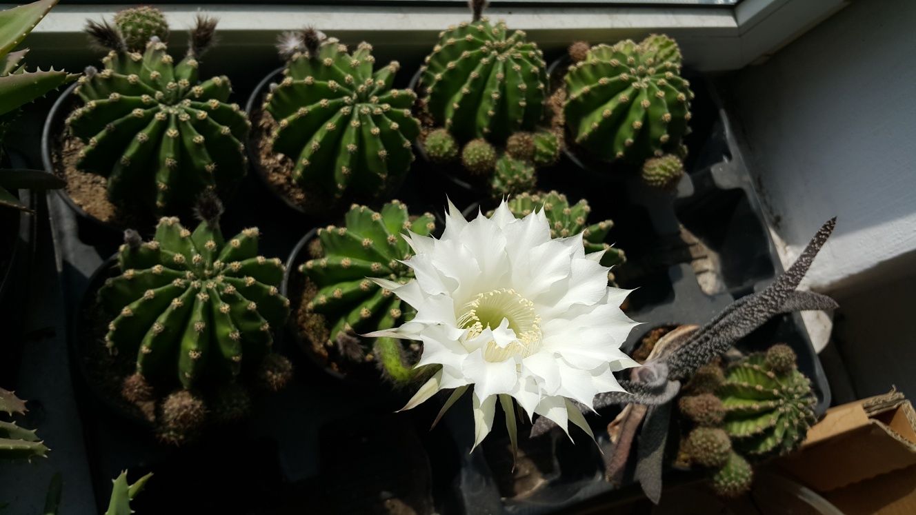 Echinopsis kaktus sukulent kwiat domowy plus gratis.