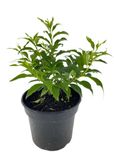 Forsycja pośrednia Mikador 3 L