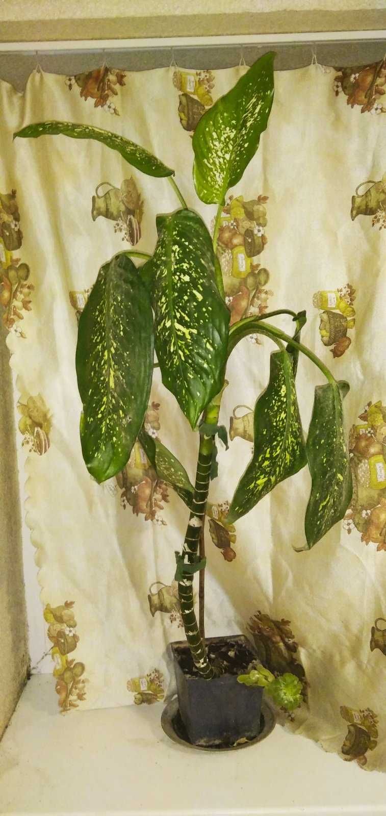 Растение - дифенбахия-вечнозеленый подарок в дом и офис