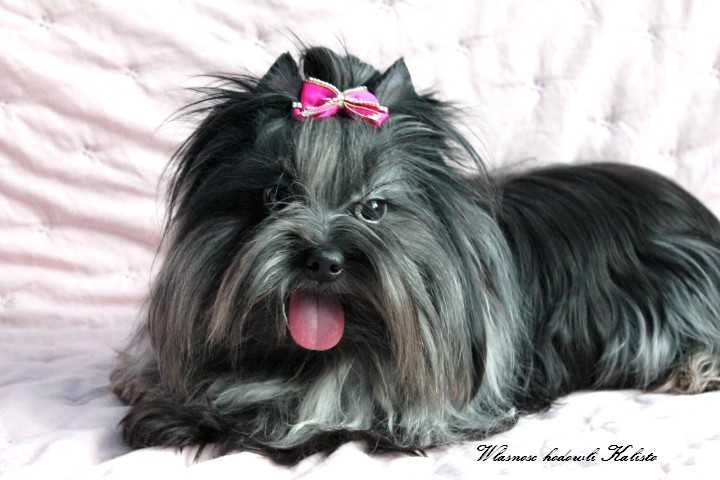 Yorkshire Terrier Merle Piesek York