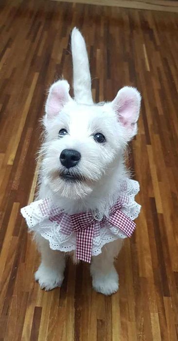 Suczka West highland white terrier po wielokrotnym Championie