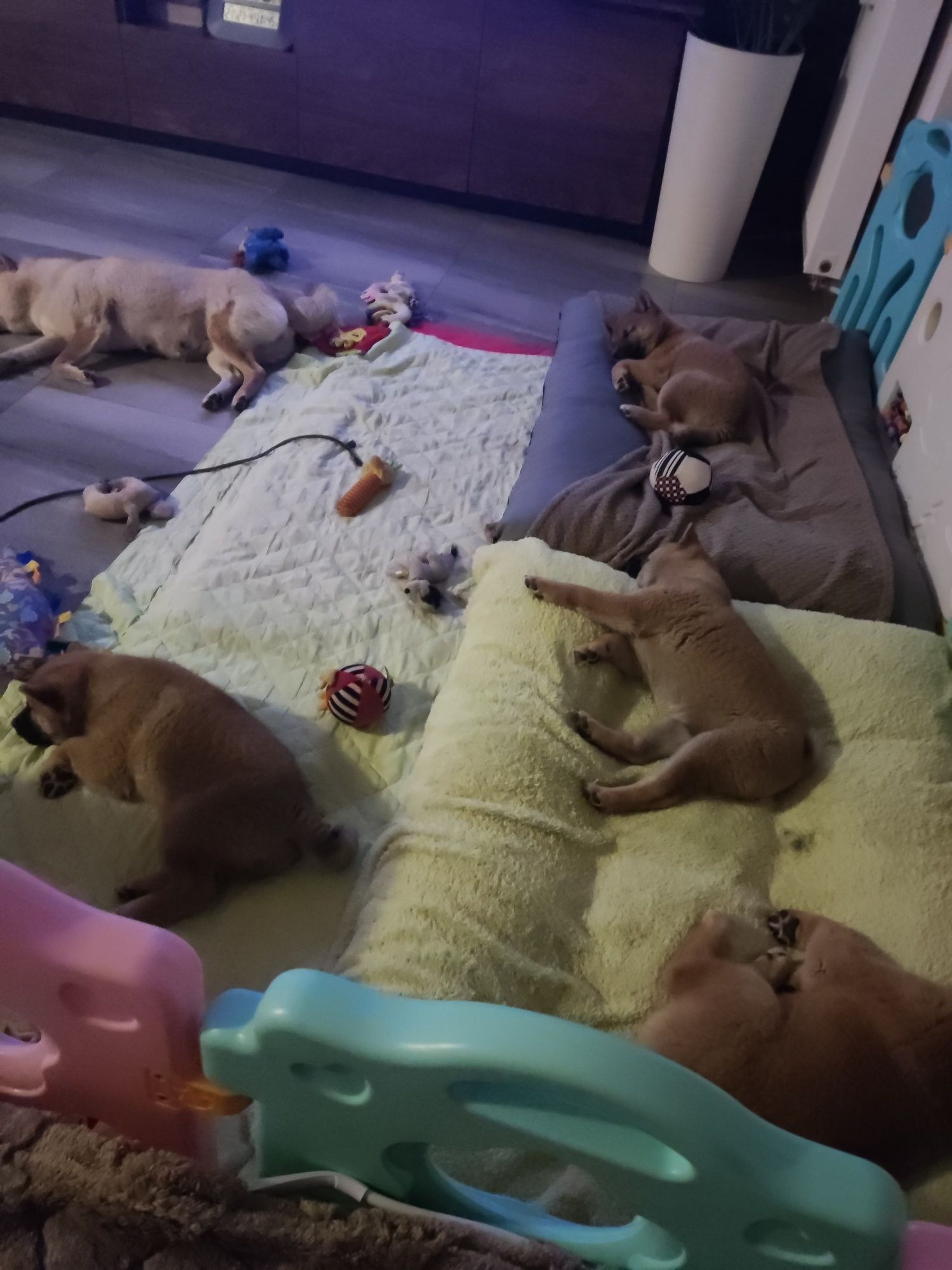 Shiba Inu szczenię