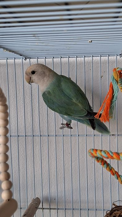 Agapornis Roseicollis Fêmea