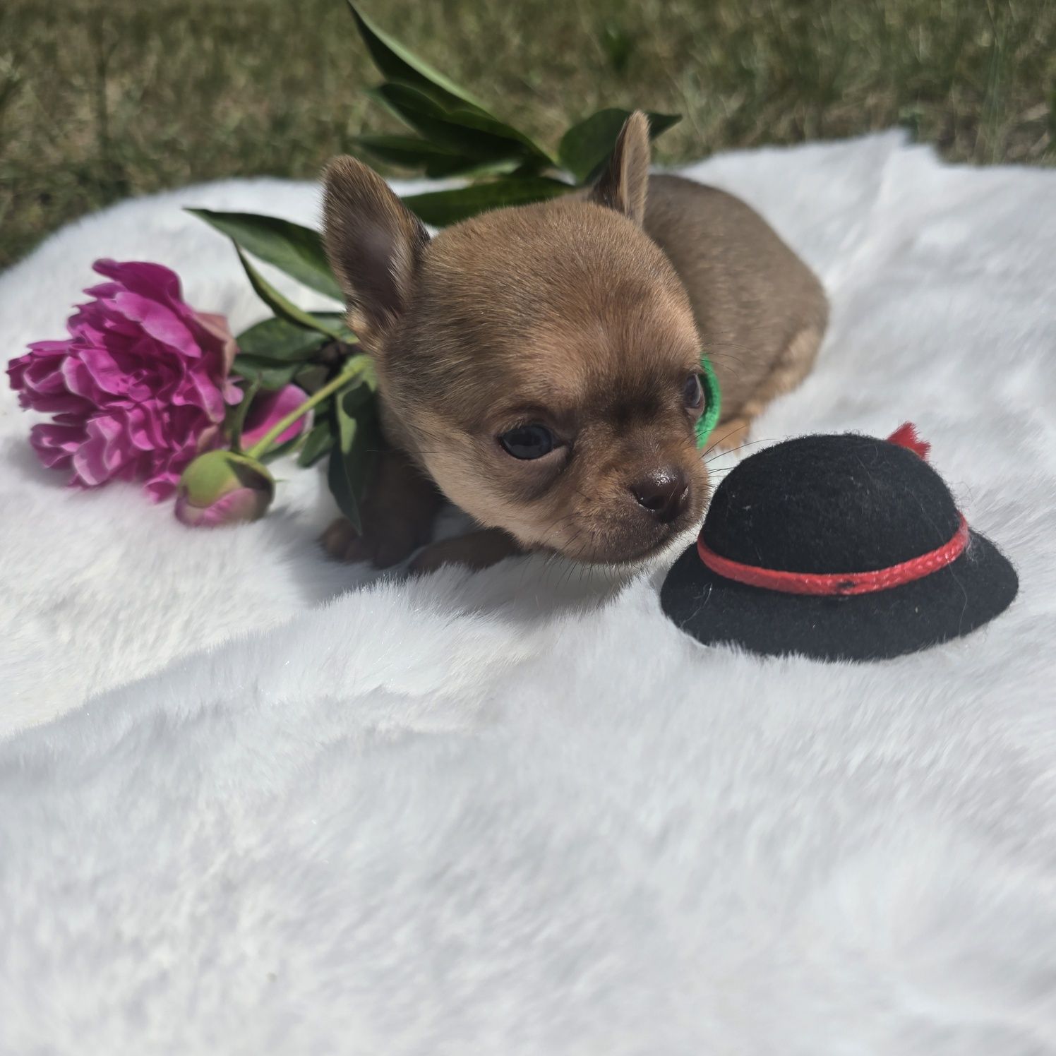 Chihuahua samiec 2