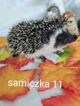 Jez pigmejski jez afrykański