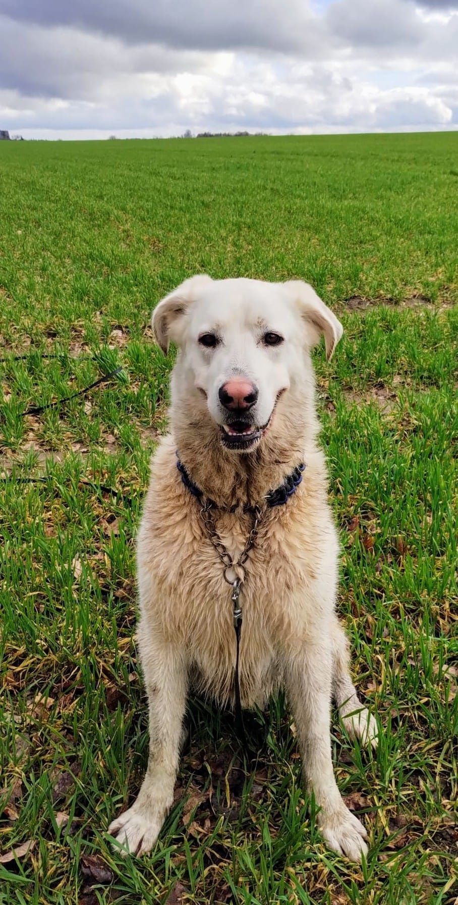 Koral do bezpłatnej adopcji