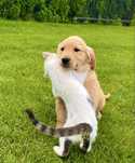 Golden Retriever suczka gotowa do odbioru