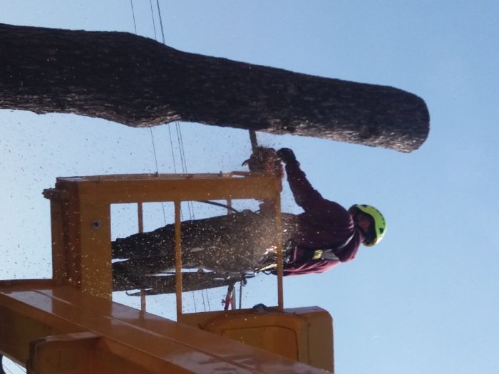 Wycinka drzew, podnośnik koszowy, cięcia pielęgnacyjne.