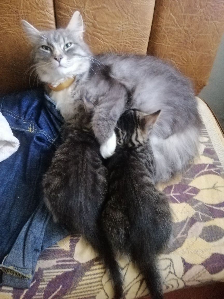Котята в добрі руки