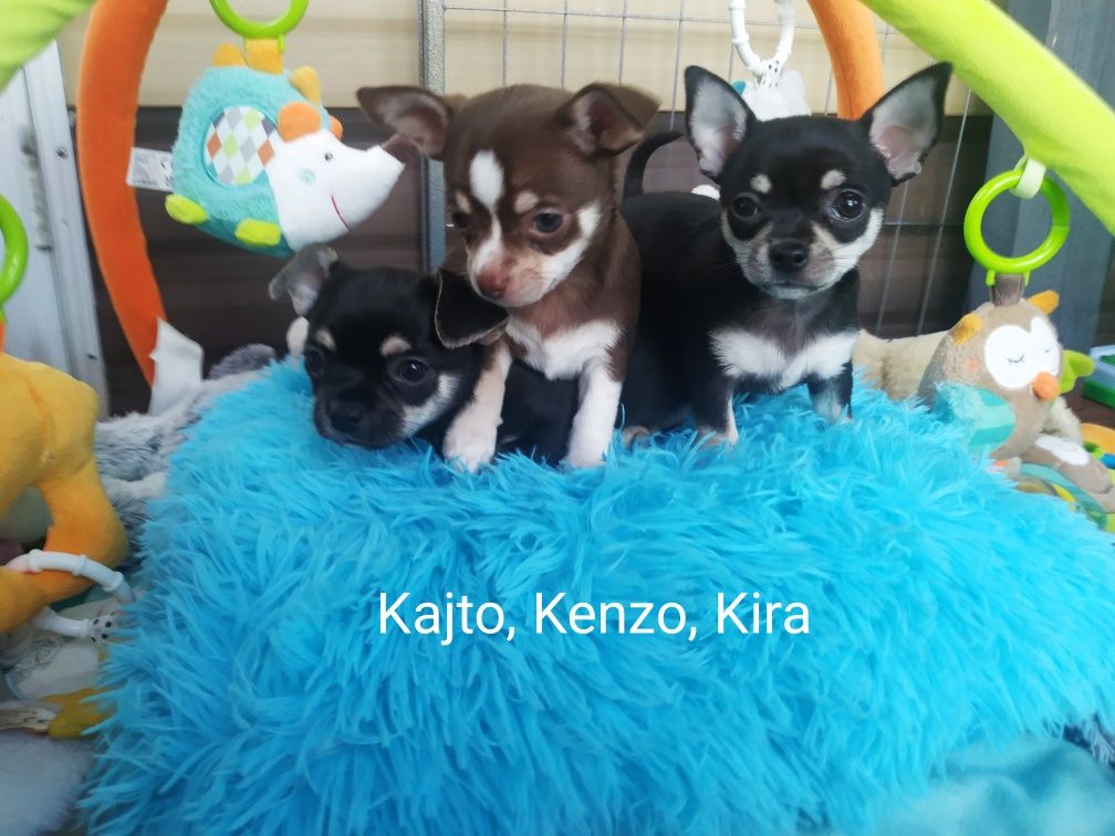 Suczka Chihuahua krótkowłosy