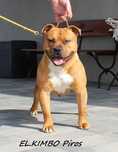 amstaff szczeniak