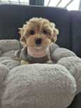 Wyjątkowy Szczeniak Maltipoo F1 ! Rodowód + Chip!