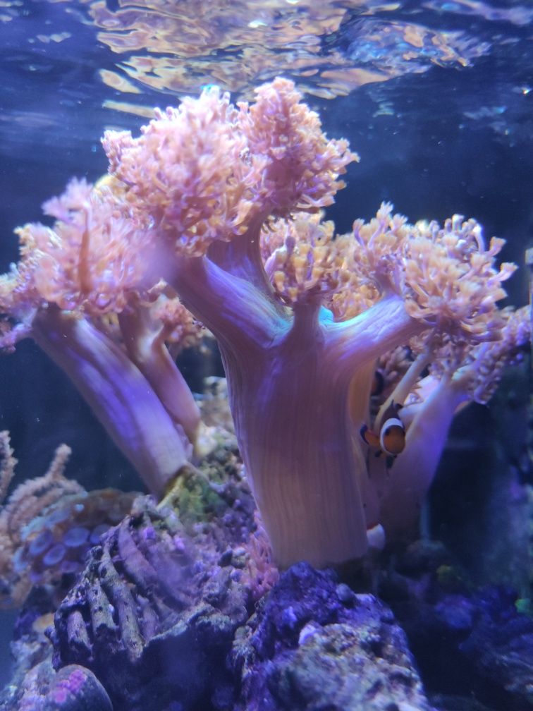Capnella koralowiec duży